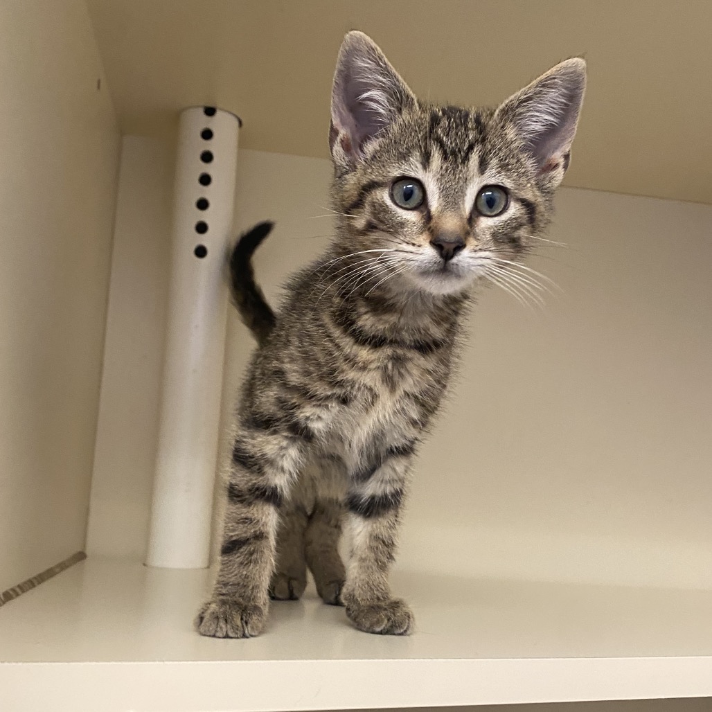 BOBBY BOO BONES - Domestic Shorthair available for adoption