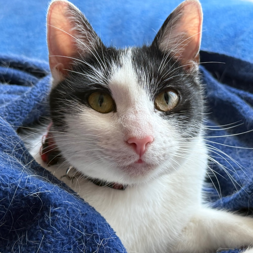 SAJA - Domestic Shorthair available for adoption