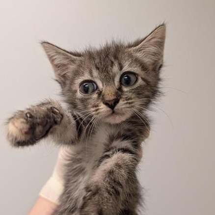 CLYDESDALE - Domestic Shorthair available for adoption