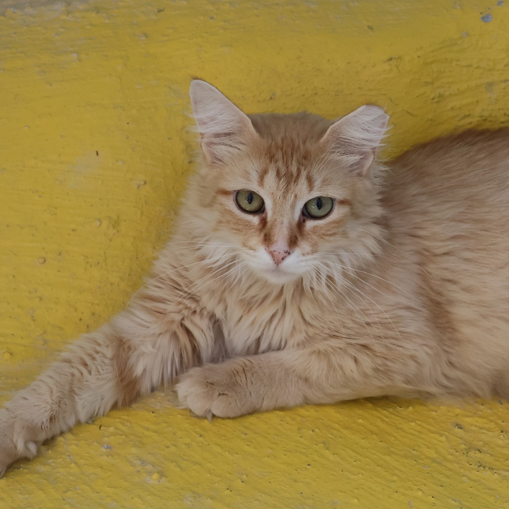 RARITY - Domestic Medium Hair for adoption in Las Cruces