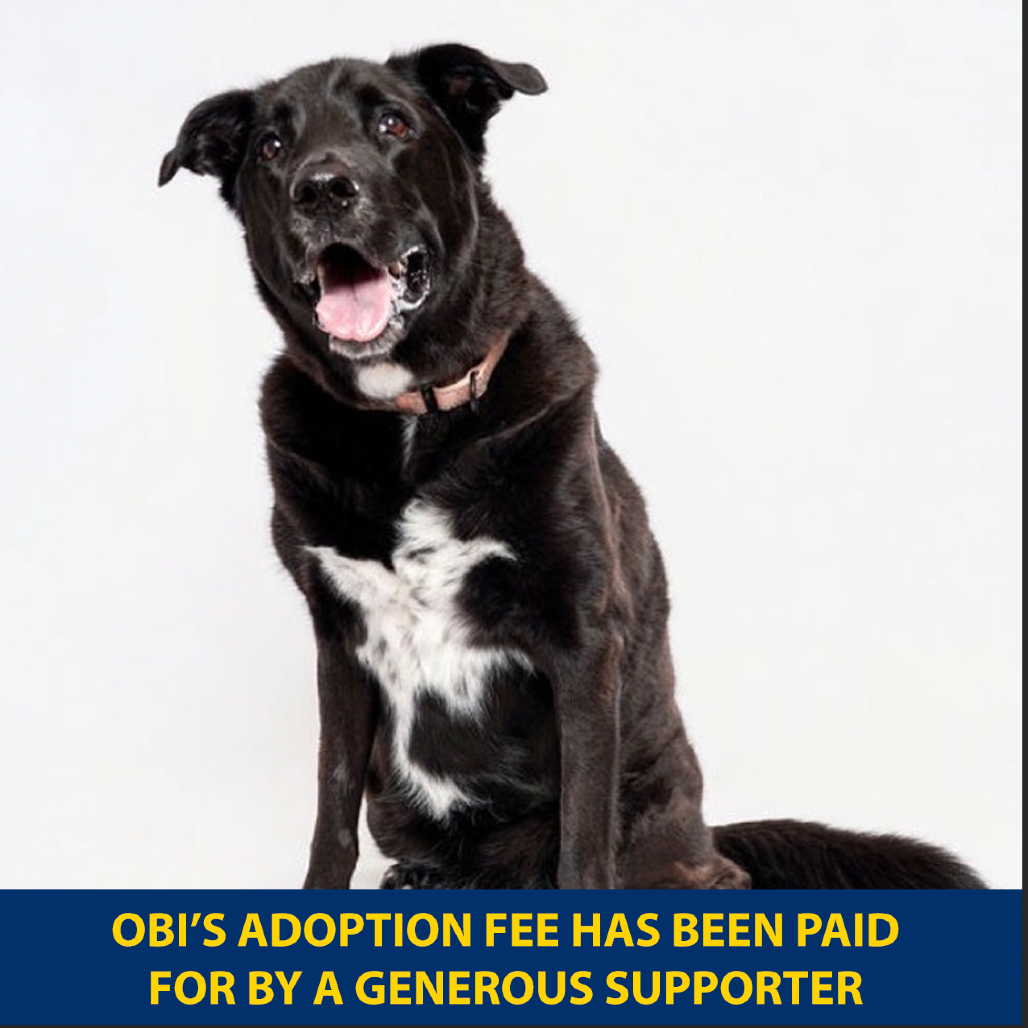 Obi