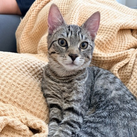 Valentino, photo 2