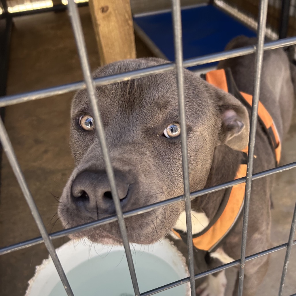 Pit Bull
