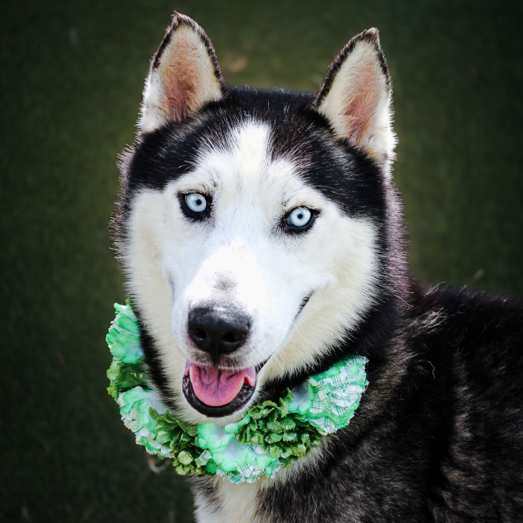 Ford, an adoptable dog at SPCA-BC