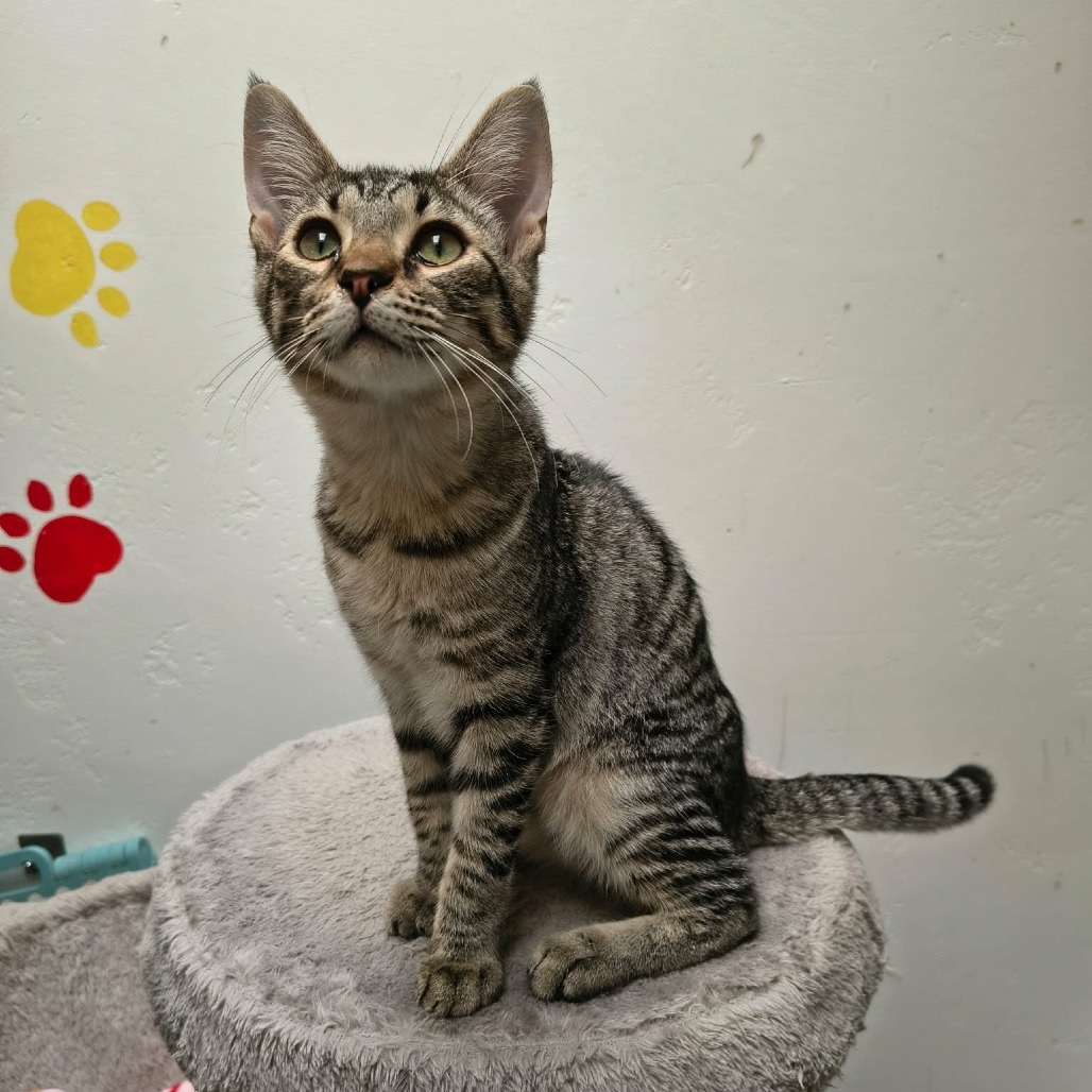 DEVON - Domestic Shorthair for adoption in Las Cruces