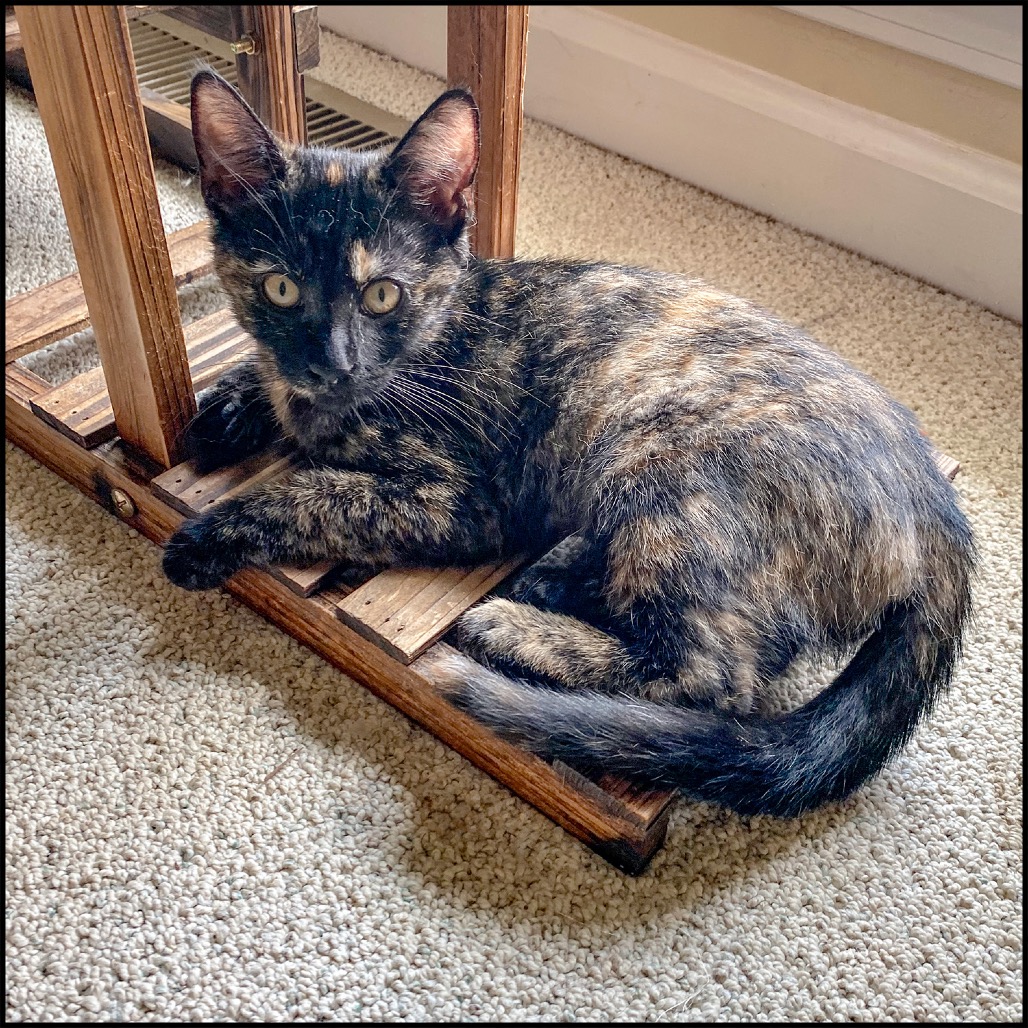 BETSY - Domestic Shorthair available for adoption