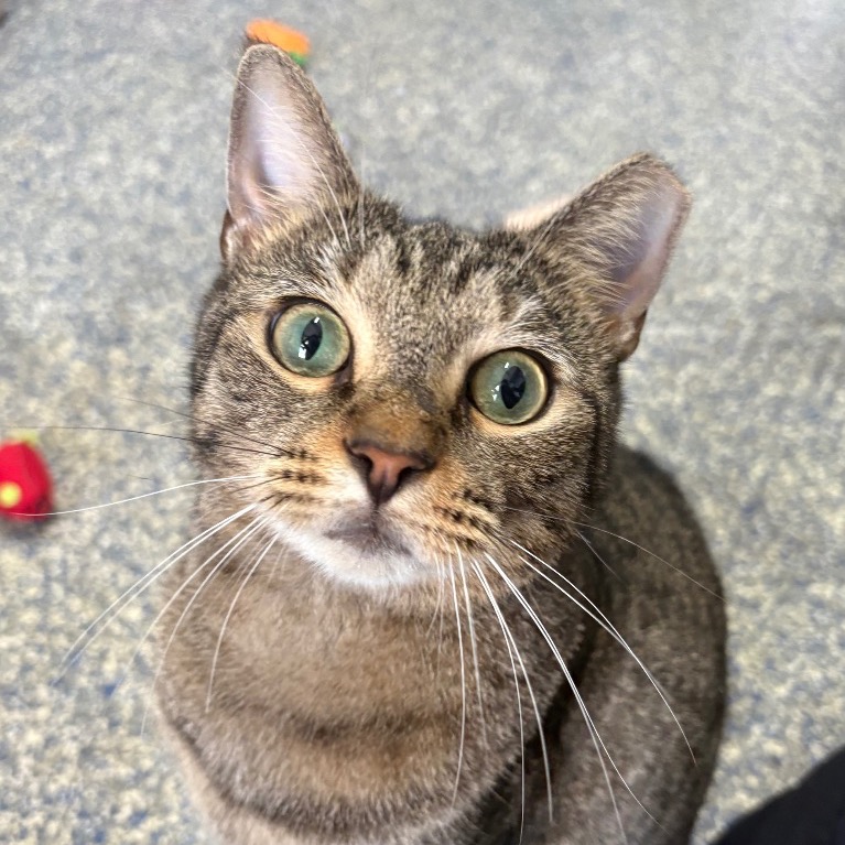 Image of Toni looking at the camera