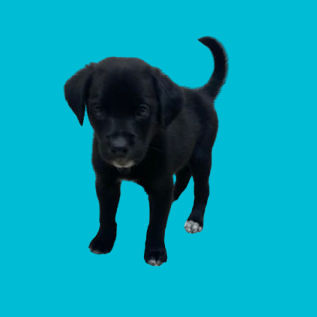 Tusc Stray 82208