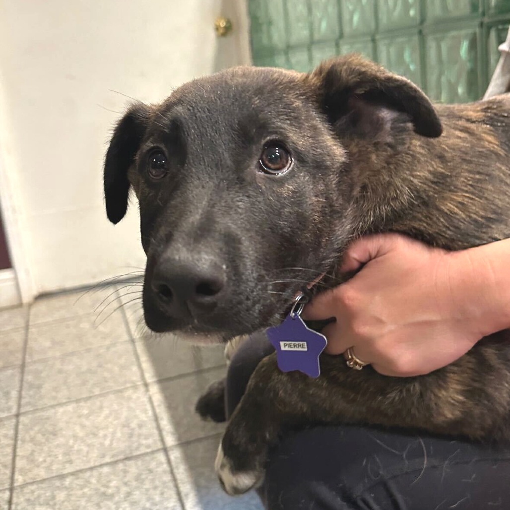 Pierre — thumbnail 2