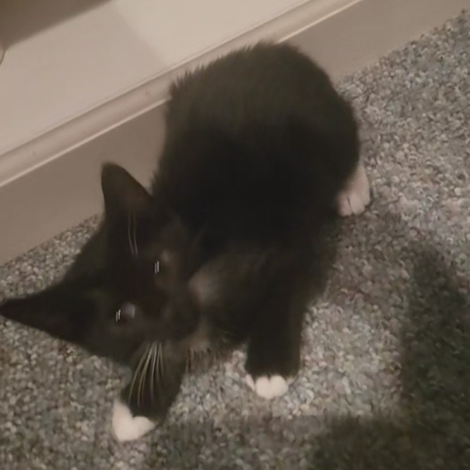 Kaitlyn, an adoptable cat