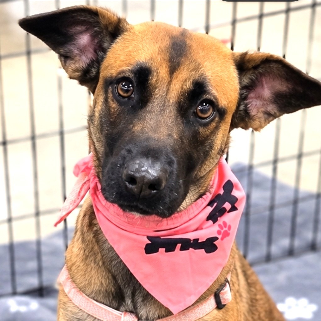 NYLA - Shepherd, Belgian Malinois / Mixed Breed (Medium) available for adoption