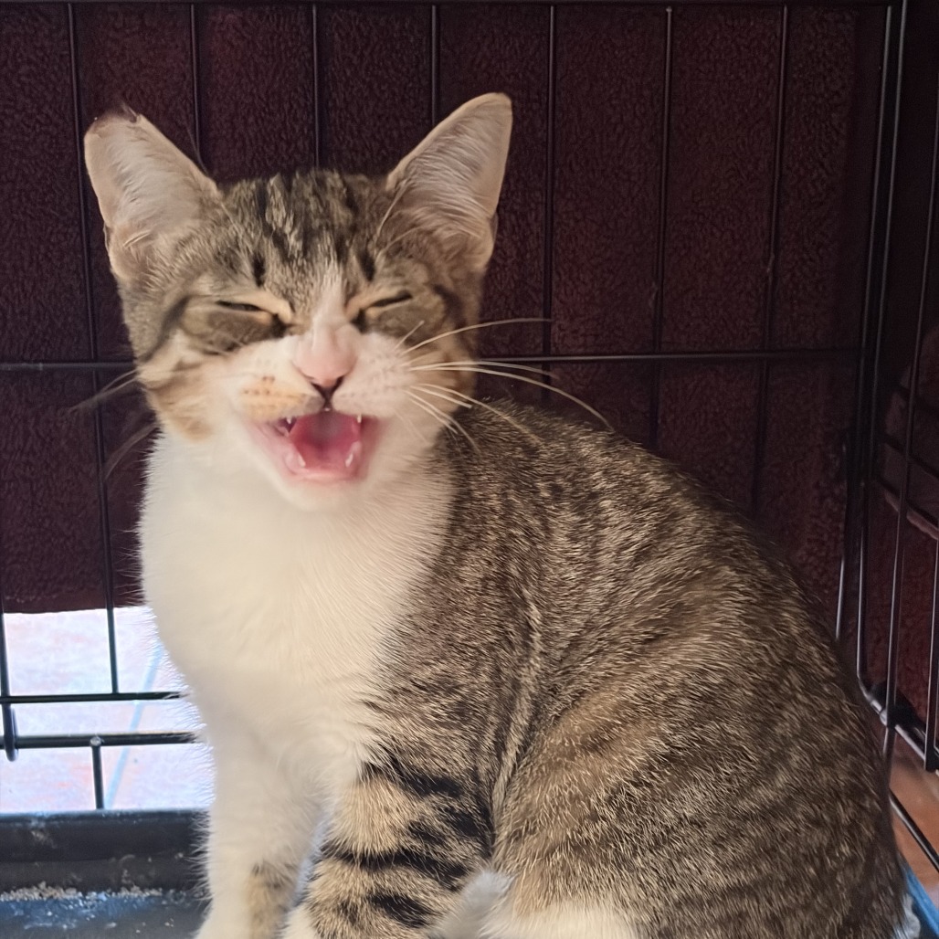 cat-3_d15c0254-8ccd-4beb-bc3e-1c988bcc5d51-removebg-preview.png