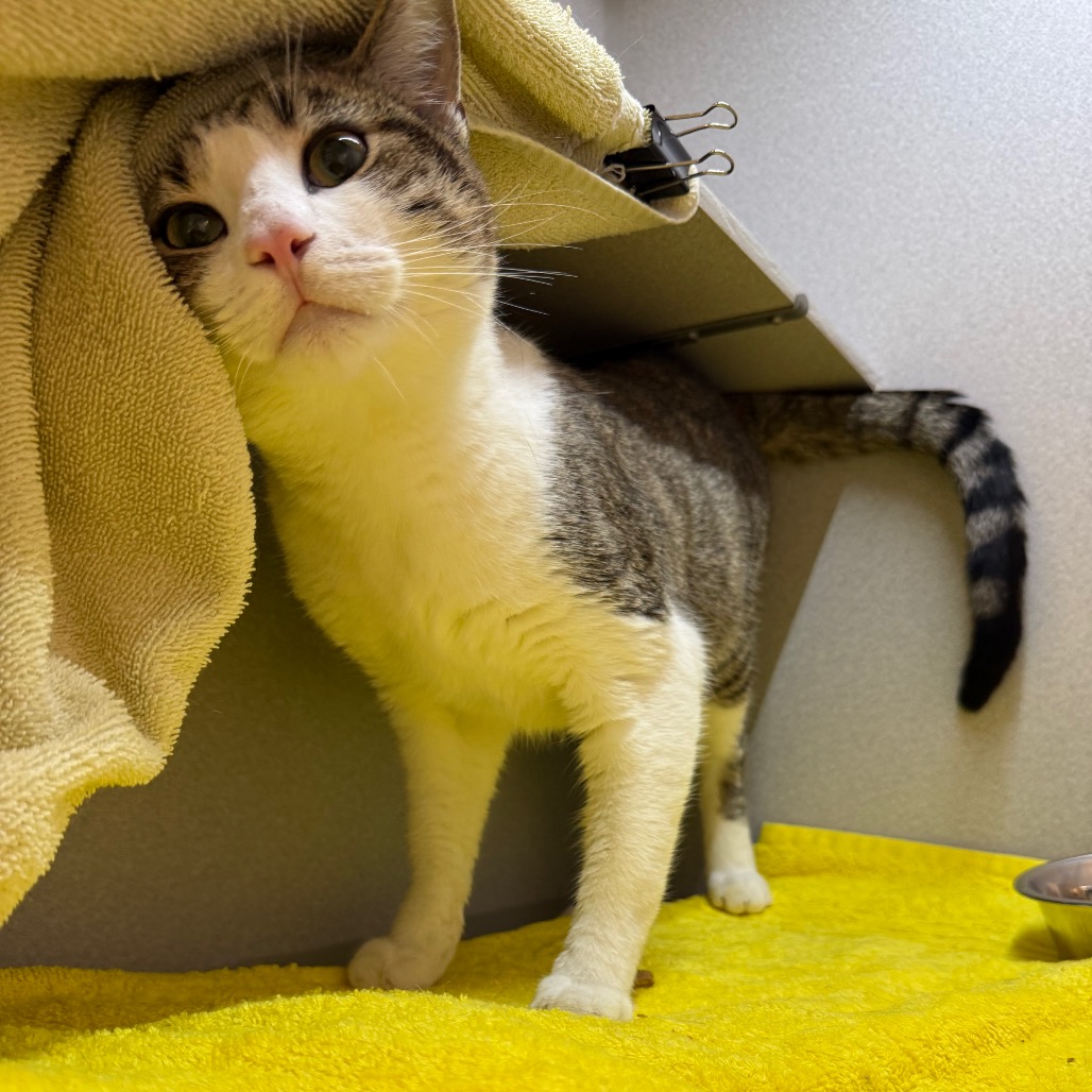 Photo of Nick Carraway 5