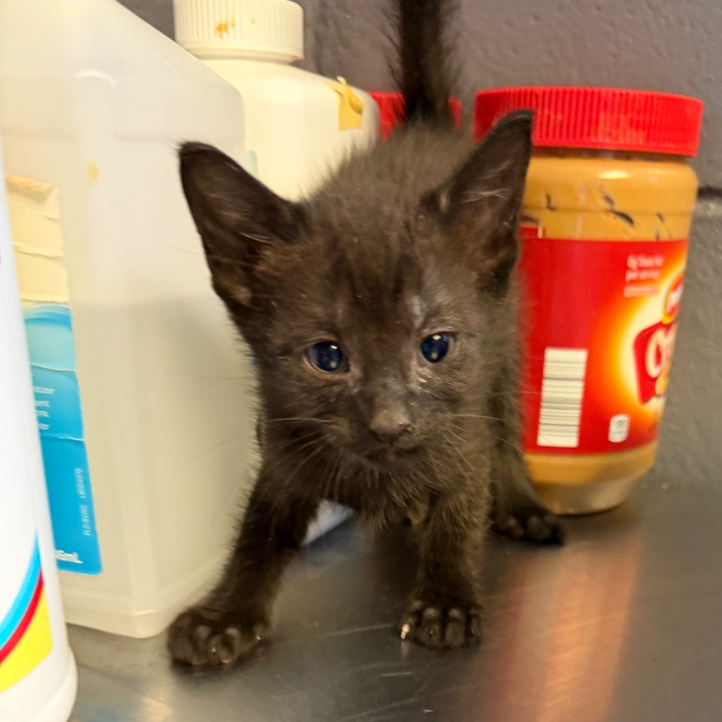 Tusc Stray 84514 2 3 4
