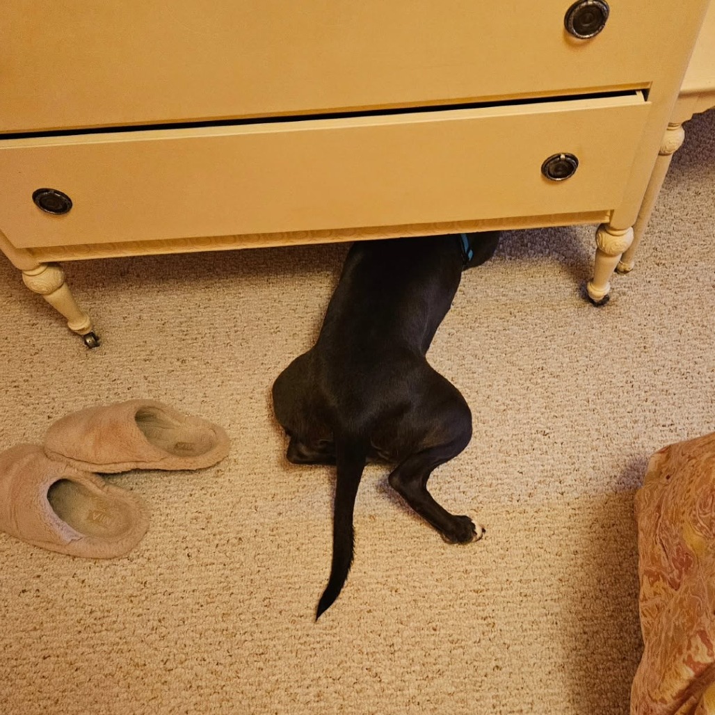 Raven-Foster, photo 13