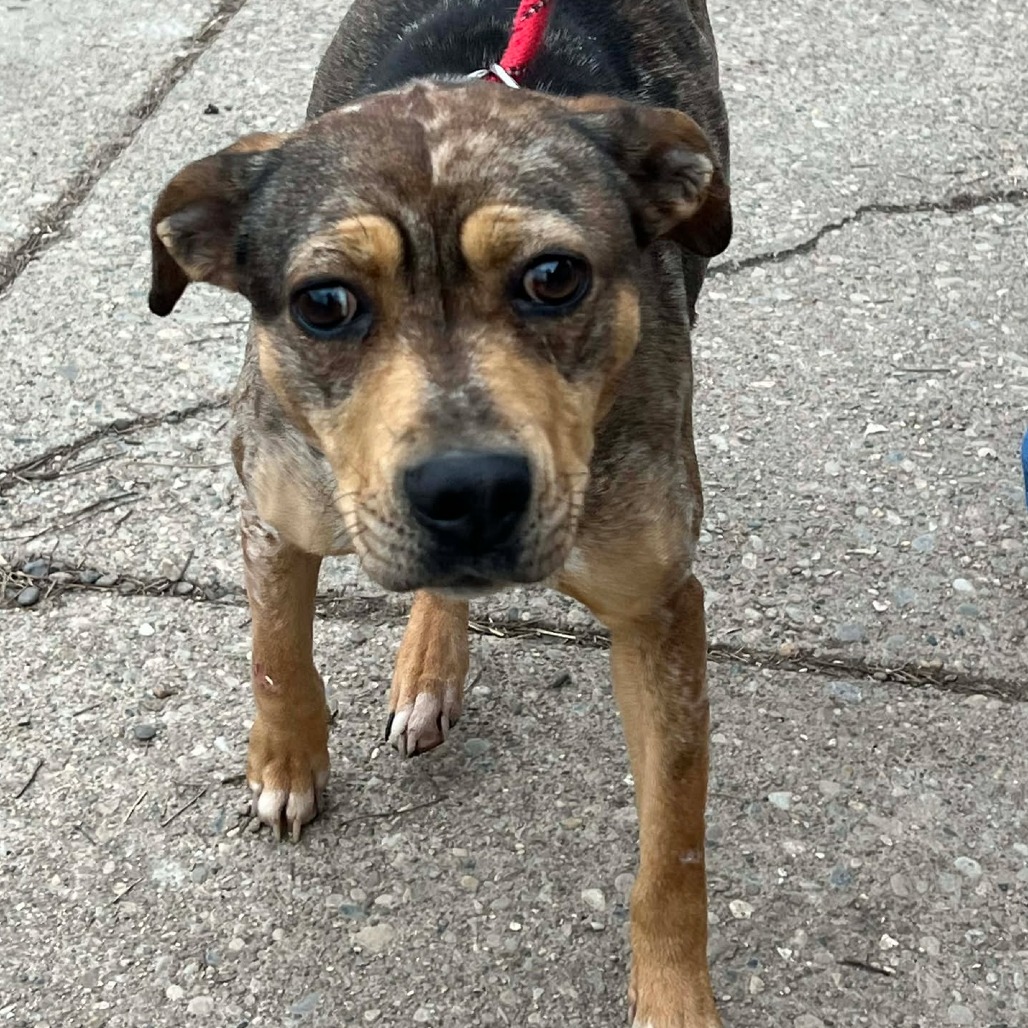 Aloha — thumbnail 2