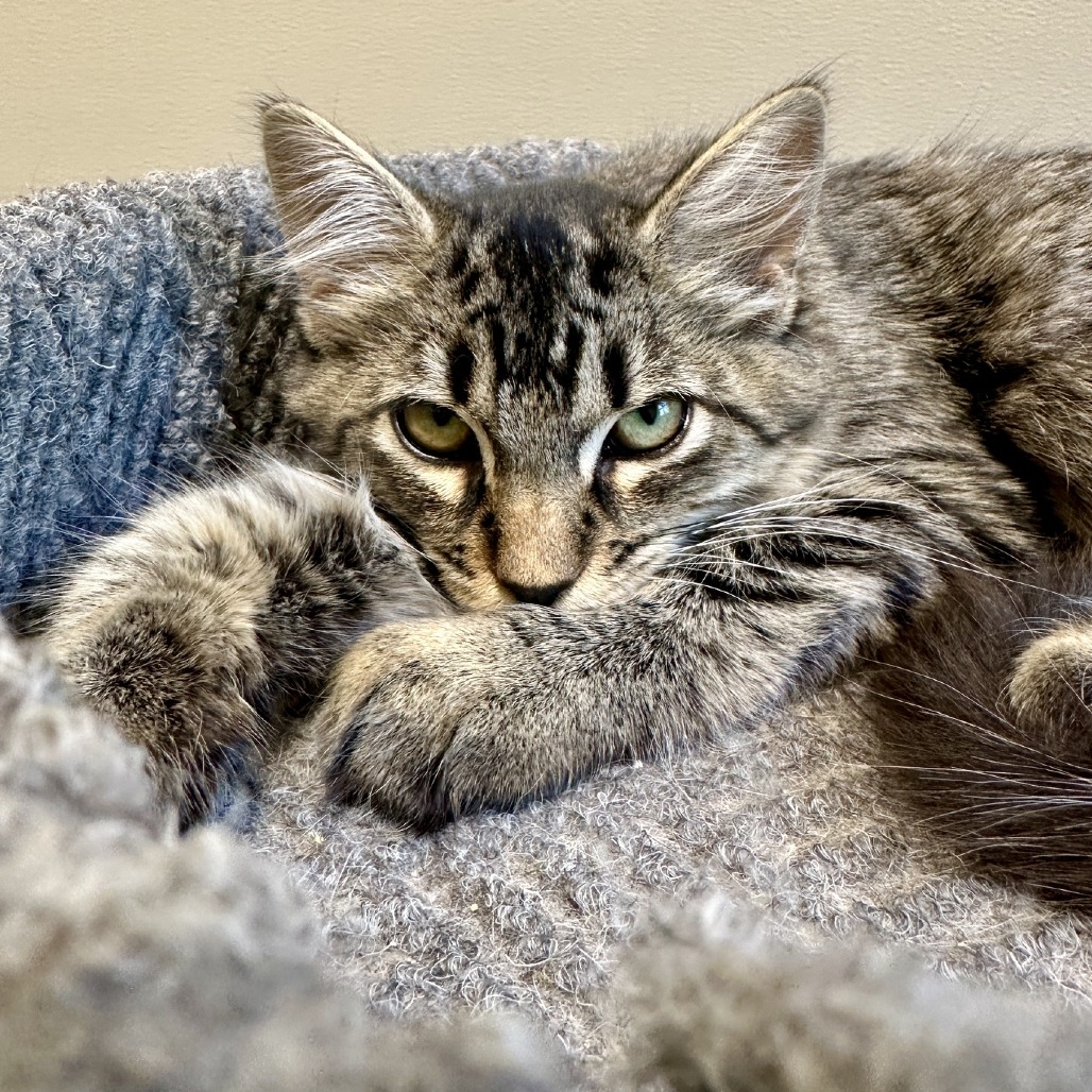 TRACY - Domestic Medium Hair available for adoption
