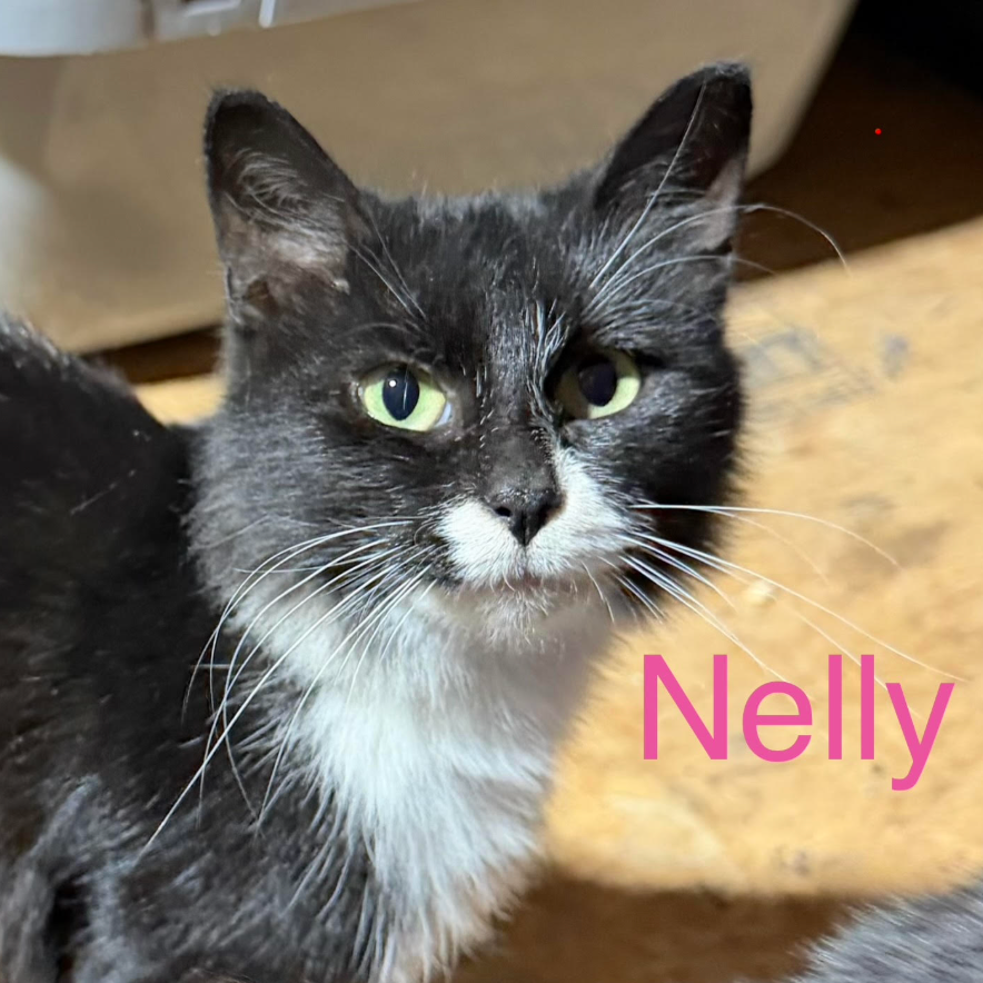 Nelly, available for adoption