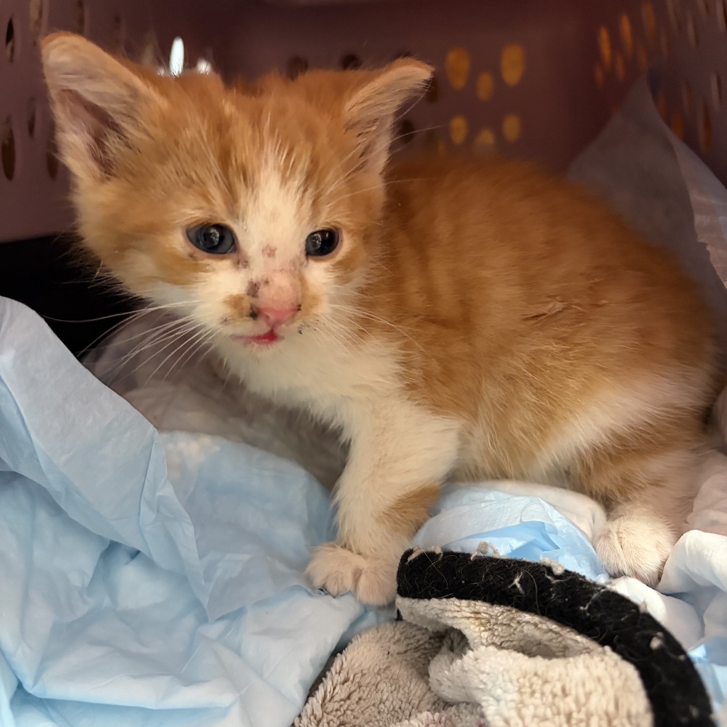 Rupert — thumbnail 2