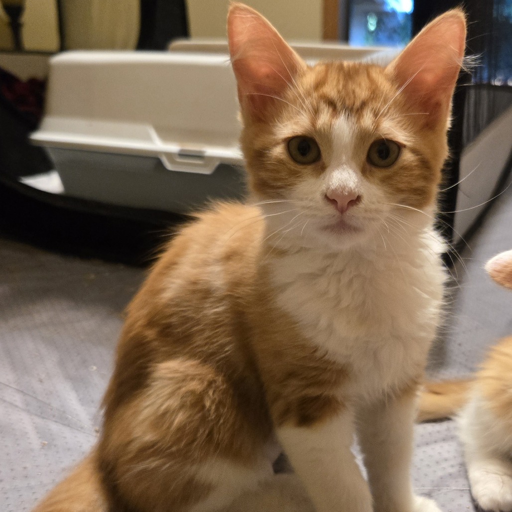 SCARLETT - Domestic Longhair available for adoption