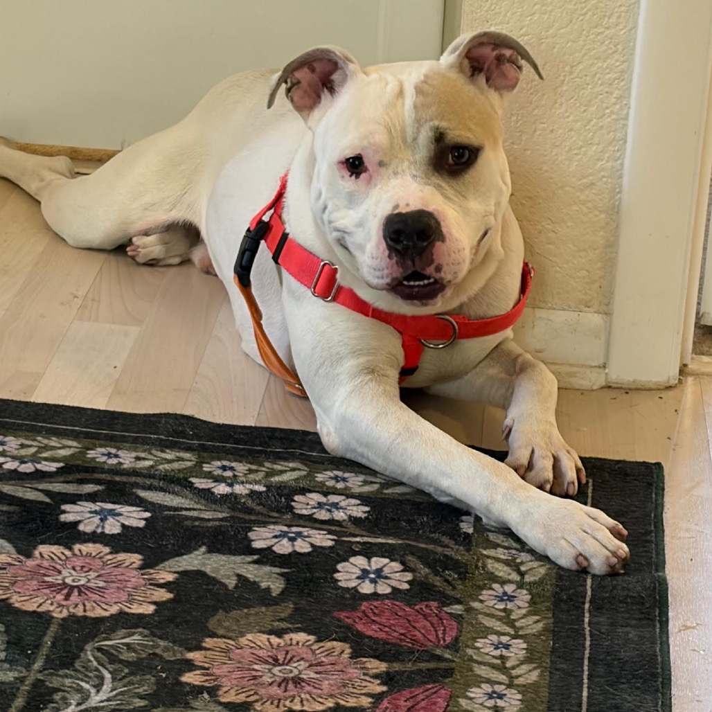 Pit Bull