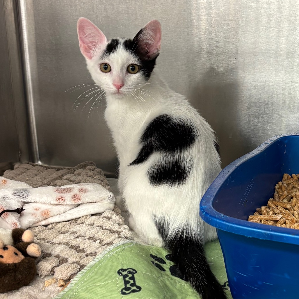 Cloud - Domestic Shorthair