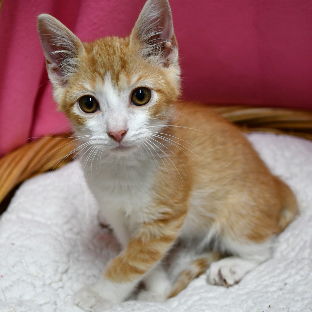 BROCCOLI CHEDDAR - Domestic Shorthair available for adoption