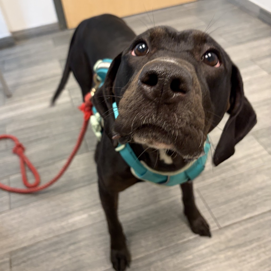 Stella