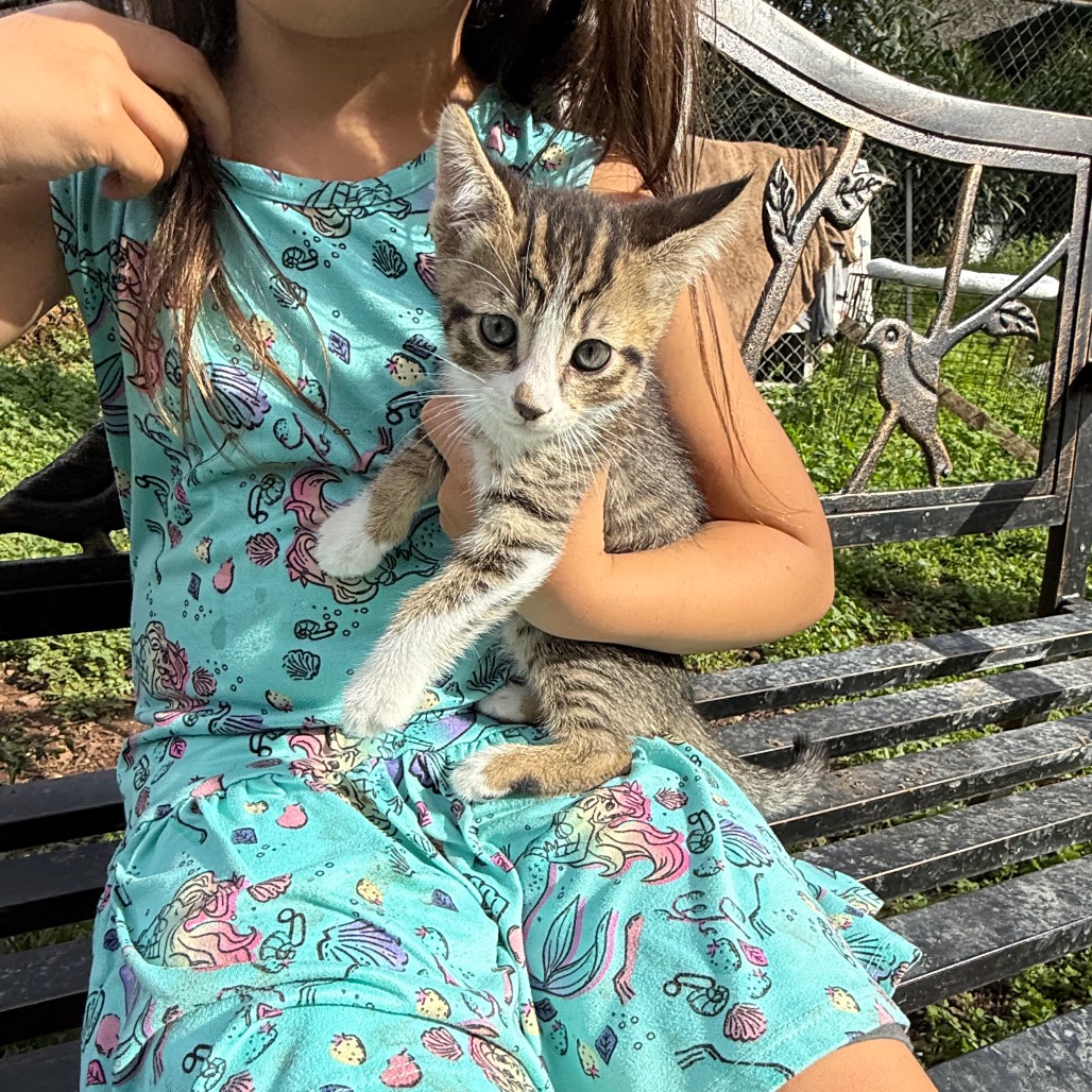 Clover — thumbnail 3