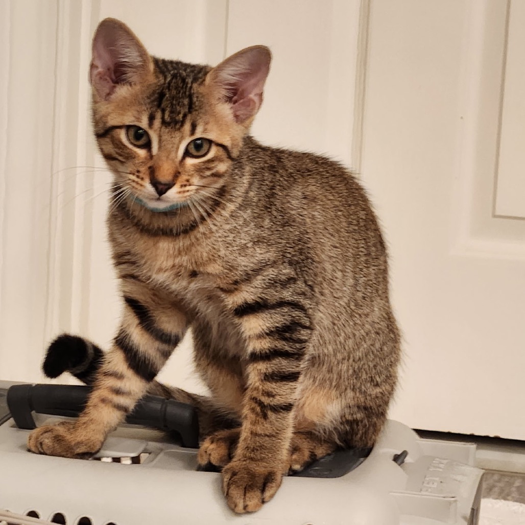 DALTON - Domestic Shorthair available for adoption