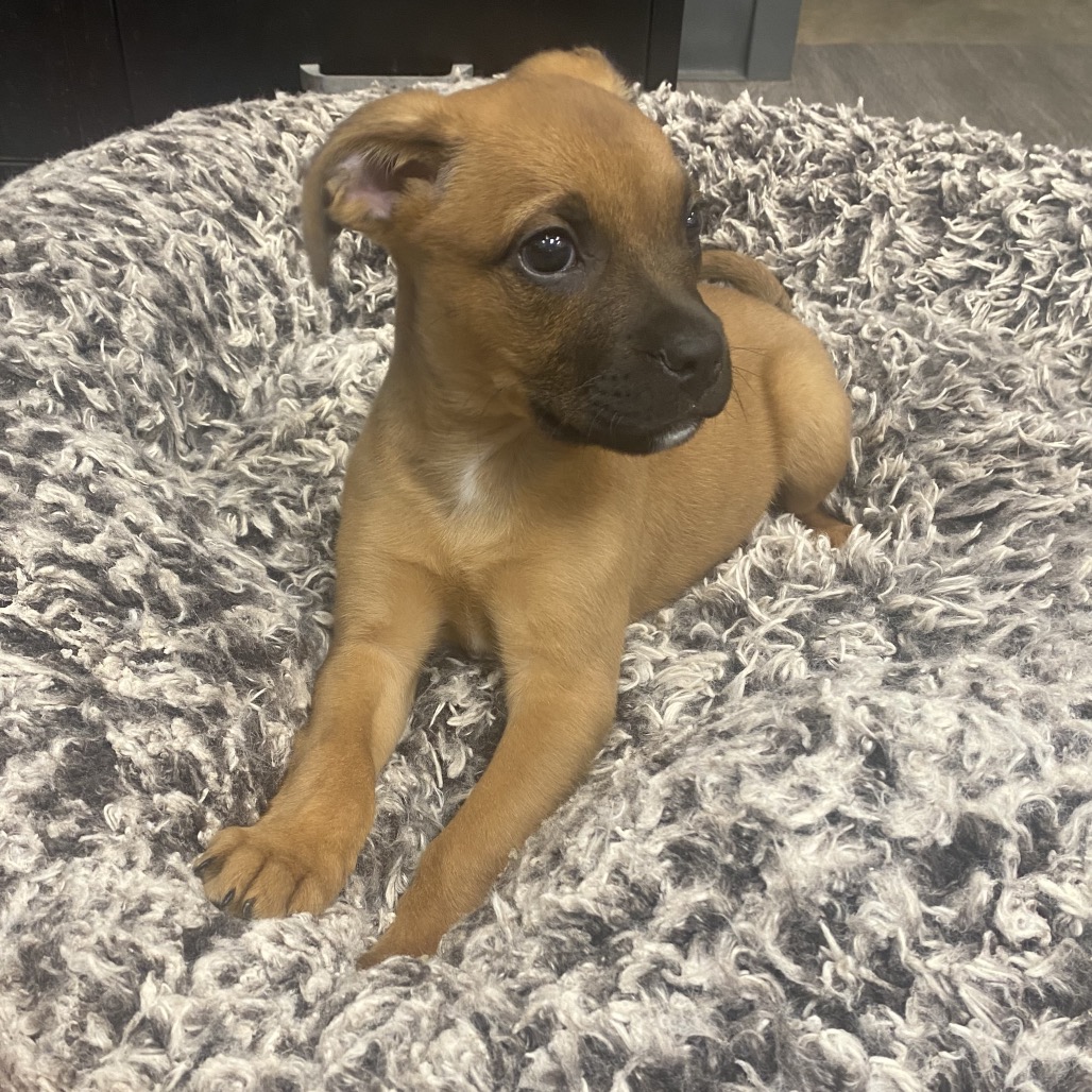 CARDBOARD - Mixed Breed (Medium) / Mix available for adoption