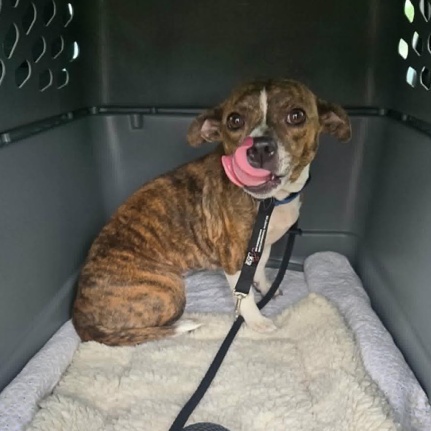 HANNAH - Mixed Breed (Small) available for adoption