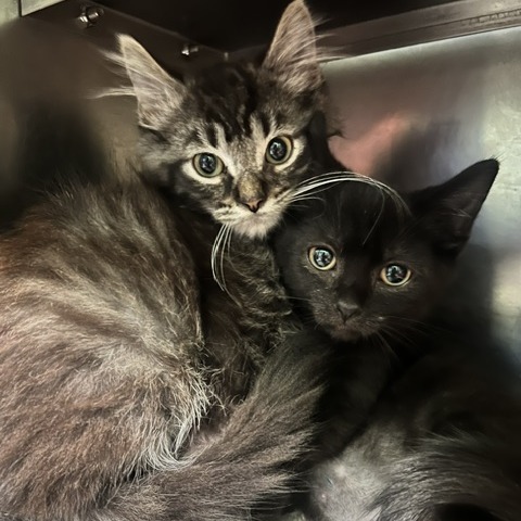 WILBER WHISKERS - Domestic Shorthair available for adoption