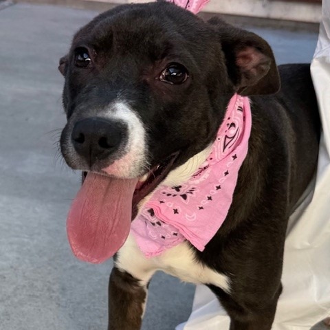 Kennel#30 Rover's preview photo