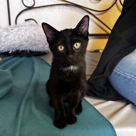 MEATBALL - Domestic Shorthair available for adoption