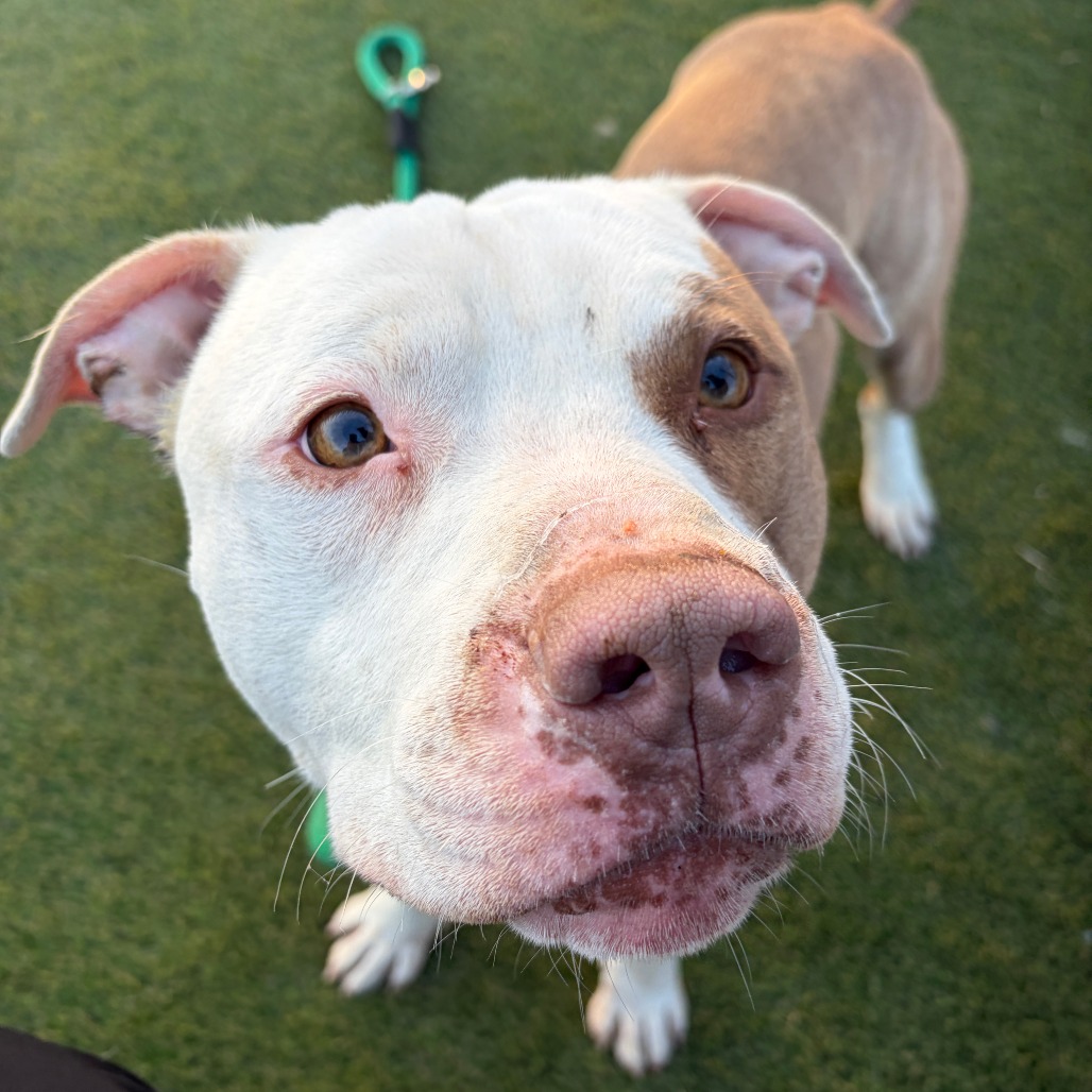 Munchkin — thumbnail 2