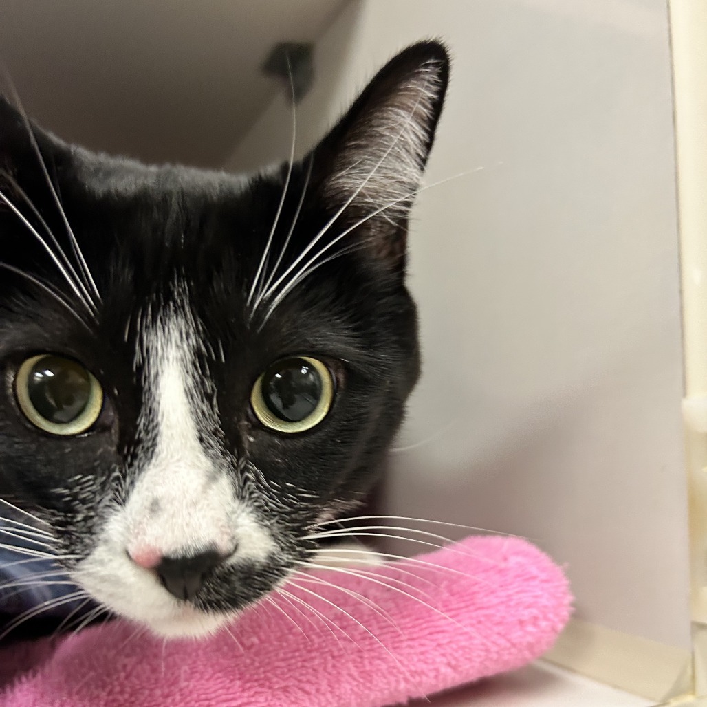 Frankie - Domestic Shorthair