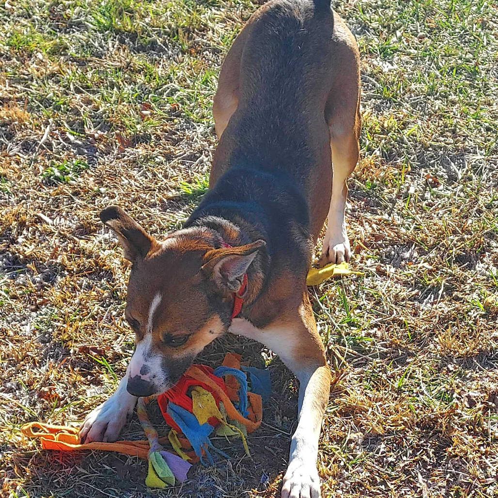 Rhett, photo 19