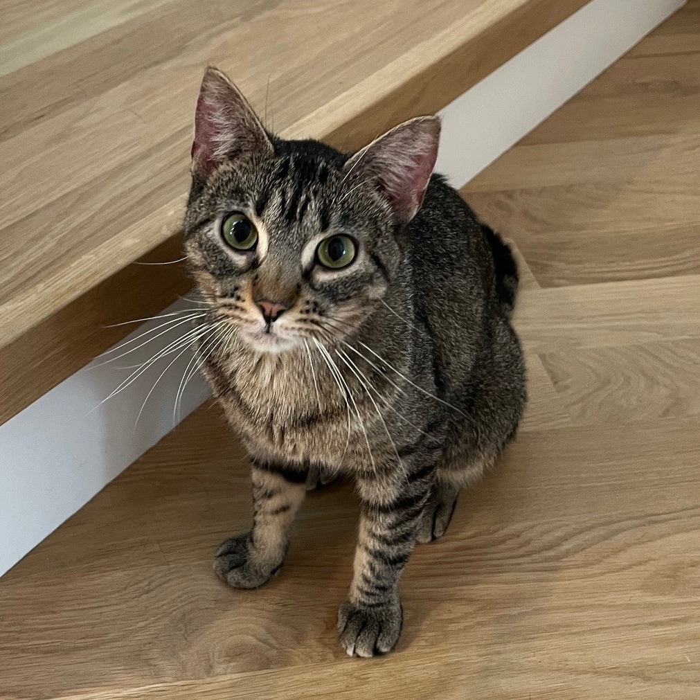 Satay — thumbnail 5