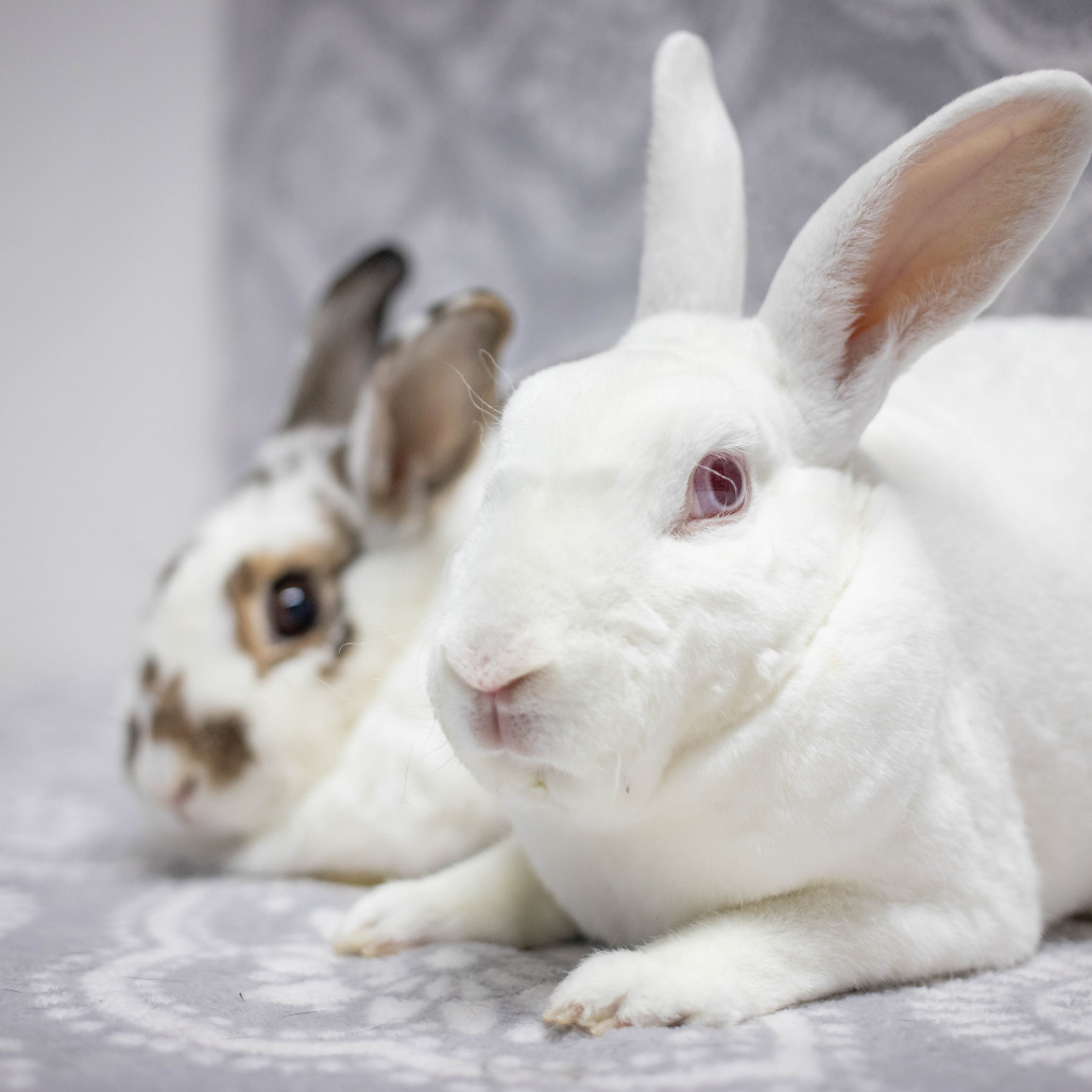 Camilo (bonded to Ms. Peep)