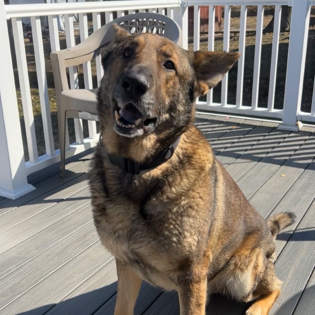 WANG KAI - Shepherd / German available for adoption