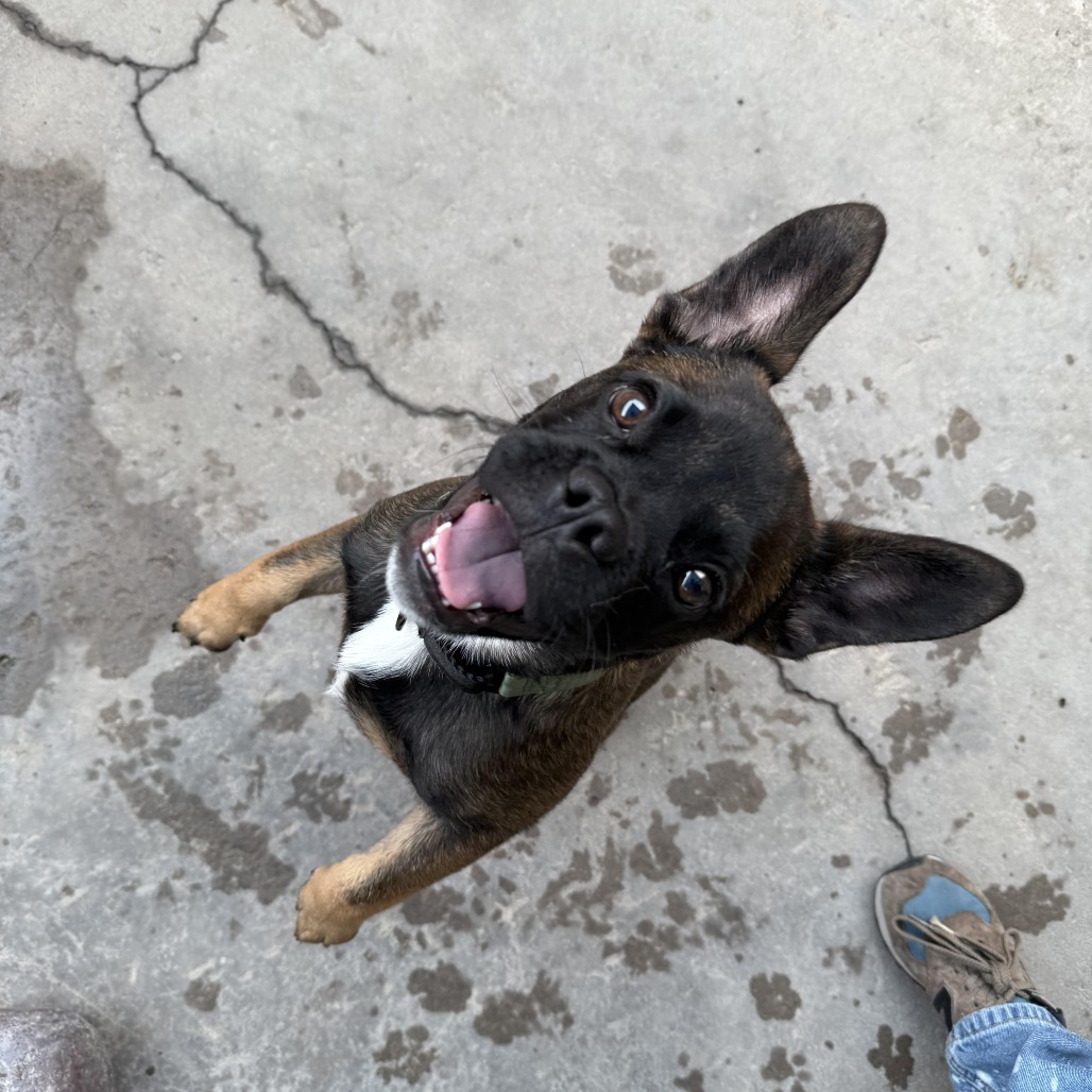 Cartwheel picture #3