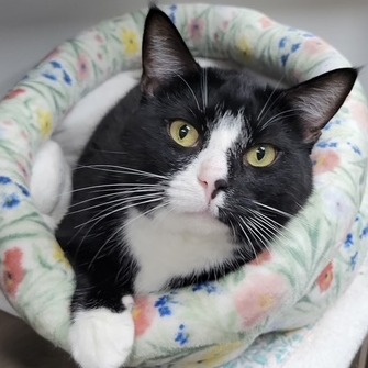 Cats | OldHam County Humane Society | La Grange, KY