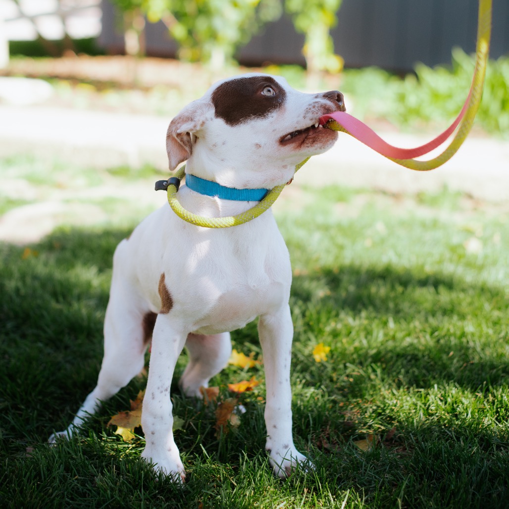 Legend - Terrier for adoption in Illinois
