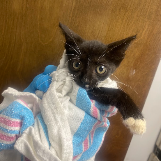AZULA - Domestic Shorthair / Mix available for adoption