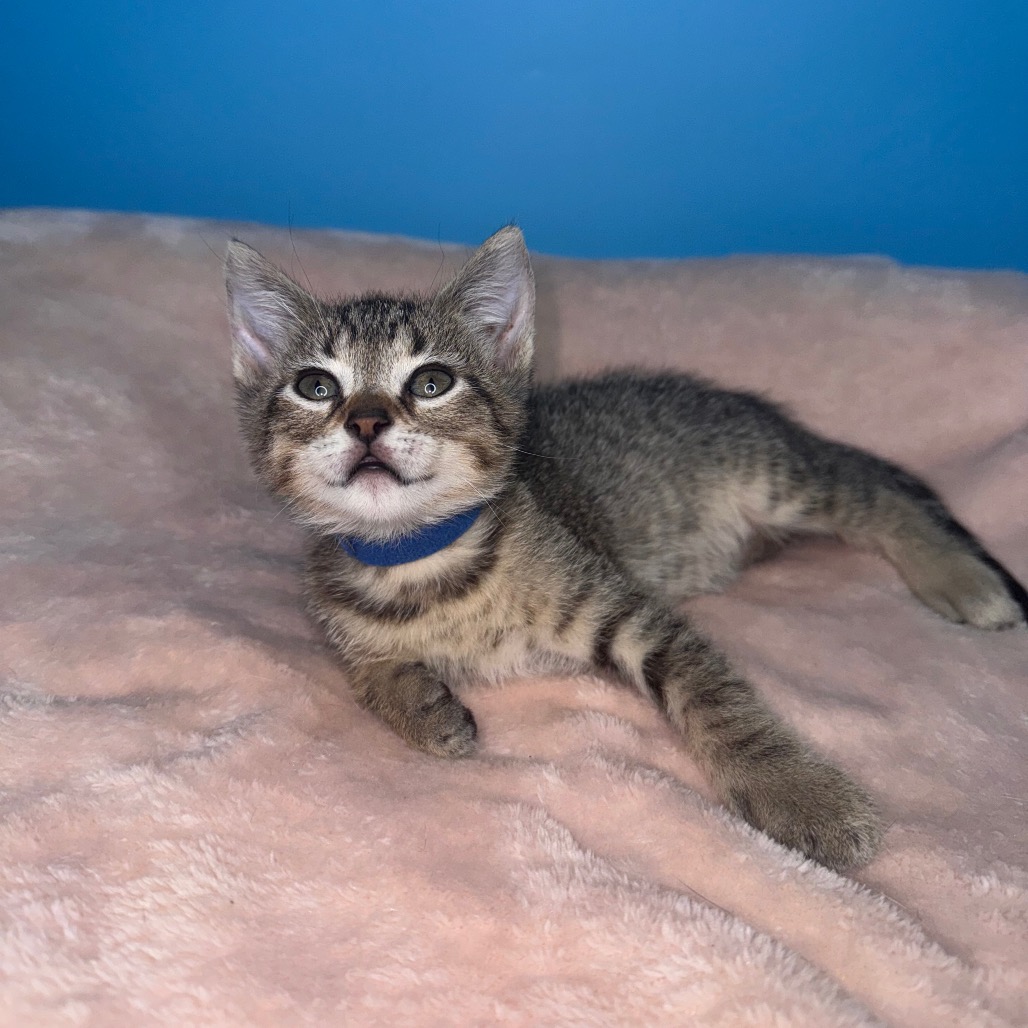 TABITHA - Domestic Shorthair available for adoption