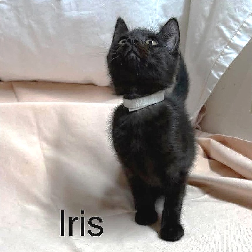 Iris, photo 2