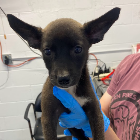 MACAROON - Terrier / Shepherd available for adoption
