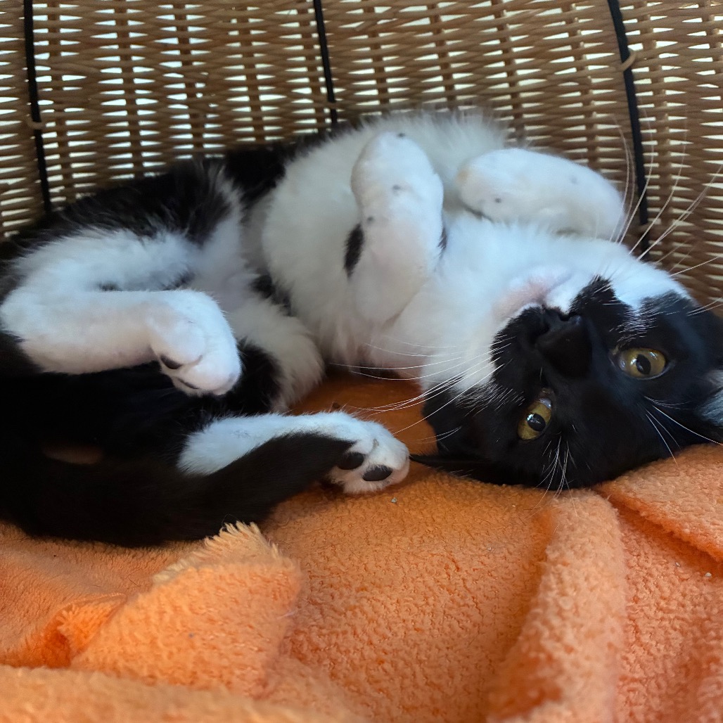 Pippa, photo 7