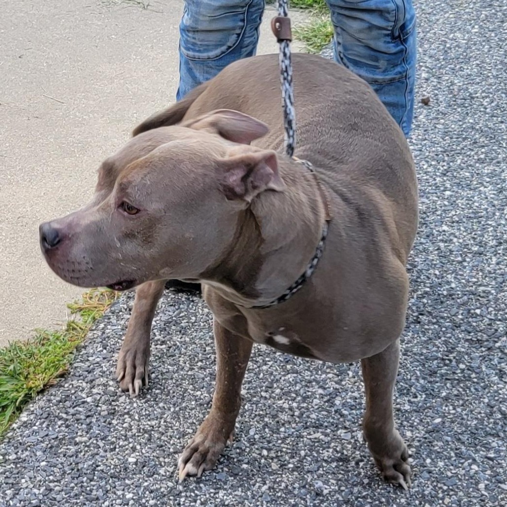 GRAY GIRL - Terrier / American Pit Bull available for adoption